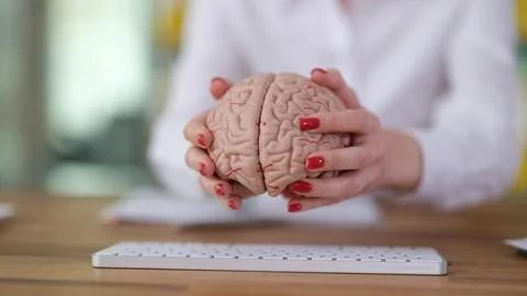 Programmer manager puts brain anatomy on computer keyboard Stock Photos