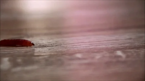 Progress bar in the form of a worm crawling across a floor Stock Footage 77862249