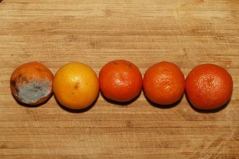 A progression of citrus fruit decay showing mold growth and freshness stages Stock Photos
