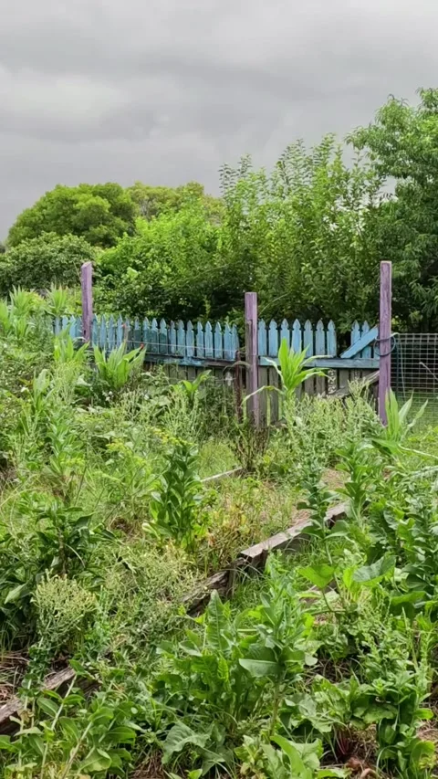 Progression Through a Community Garden Vídeos de archivo 304308739