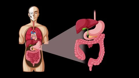 Progressive Anatomical Animation of Human Digestive System with Labels Stock Footage 315143530