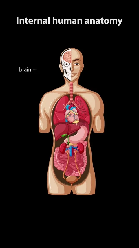 Progressive Labeling of Human Internal Organs on Black Background Stock Footage 316019544