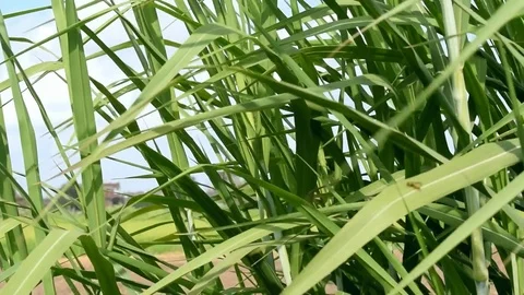 Project 9close shot to long leaves swaying in the wind grown from the ground Video stock 80220520