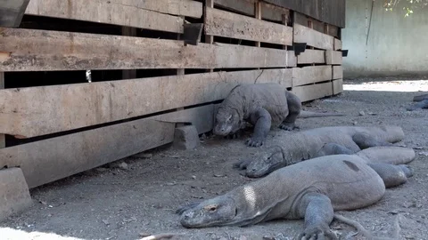 Project Watching a group of Komodo Dragons at Rinca Island in Indoenesia Stock Footage 95419689