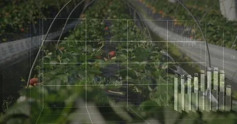 Projecting 3D grid charts above central strawberry row on farm under metal hoops Stock Photos
