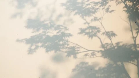 Projection of the trees on the wall, the abstract, hazy pattern. Stock Footage 292112432