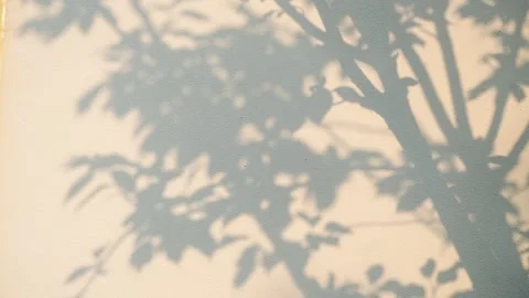 Projection of the trees on the wall, the abstract, hazy pattern. Stock Footage 292112433