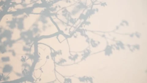 Projection of the trees on the wall, the abstract, hazy pattern. Stock Footage 292112455