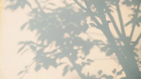 Projection of the trees on the wall, the abstract, hazy pattern. Stock Footage 292112627