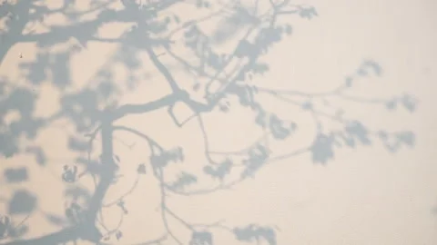 Projection of the trees on the wall, the abstract, hazy pattern. Stock Footage 292112639