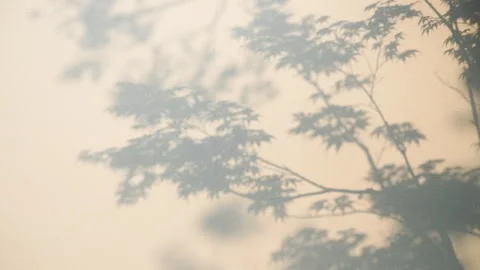 Projection of the trees on the wall, the abstract, hazy pattern. Stock Footage 292112690