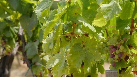 Projet sans titre Stock Footage 80834355