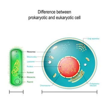 Prokaryote vs Eukaryote. Differences between Prokaryotic and Eukaryotic cells Illustrazione stock