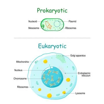 Prokaryote vs Eukaryote. illustration of eukaryotic and prokaryotic cell with 스톡 일러스트