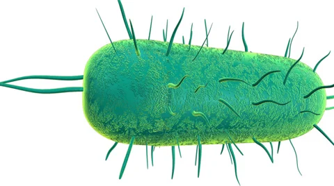 Prokaryotic Cell Stock Footage 43058496