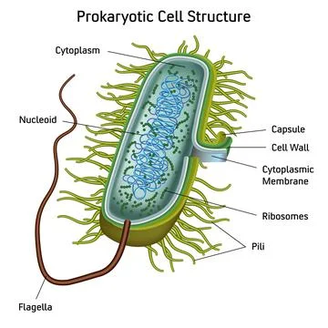 Prokaryotic Cell Structure Chart, vector medical illustration Illustrazione stock