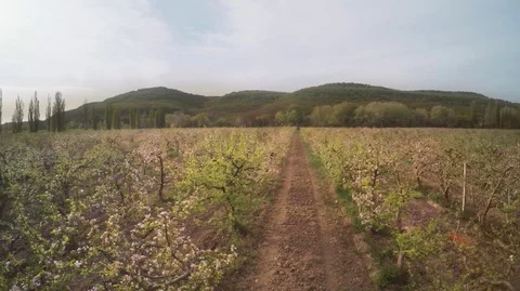 Prolet nad yablonyami 1 Vidéo 70185935