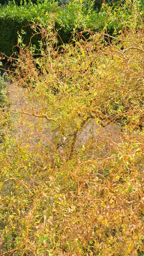 Prolonged drought in Europe. Stock Footage 341501829