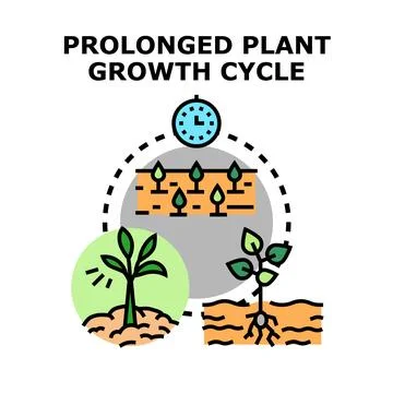 Prolonged plant growth cycle development timeline Stock Illustration