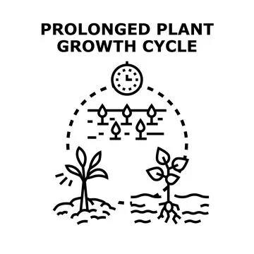 Prolonged plant growth cycle development timeline Stock Illustration