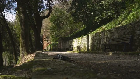 Promenade Among Trees Video stock 123644352