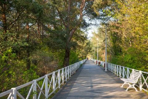 Promenade path through a pine forest with a white bench in Dziwnow Poland 库存照片