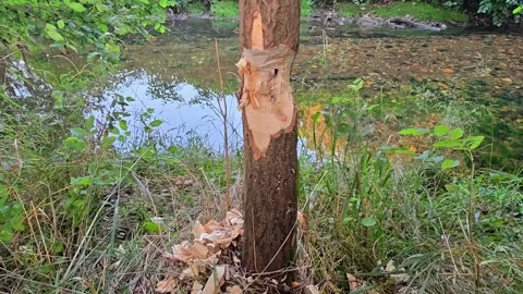Prominent tree trunk with peeling bark beside riverbank in dense green woodland 스톡 동영상 342358443