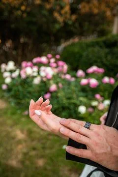 A Promise in Bloom Stock Photos