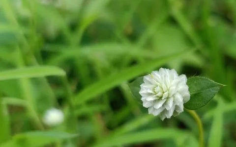 Promise of Bloom 写真素材