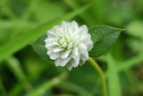 Promise of Bloom Stock Photos