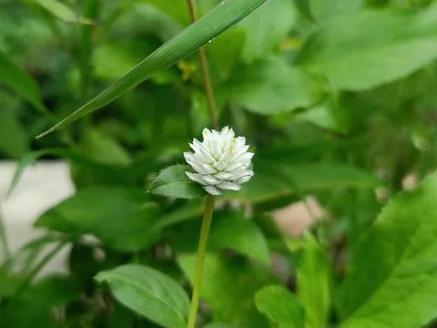 Promise of Bloom 写真素材