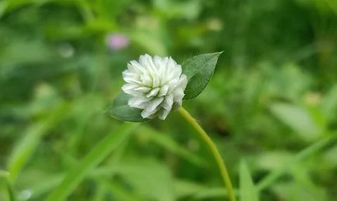 Promise of Bloom 写真素材