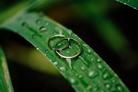 A Promise in the Dew 스톡 사진