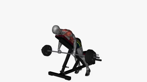 Prone bench row barbell supinated grip  fitness exercise workout animation male  Vidéo 243984133