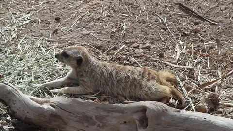 Prone Meercat at zoo Stock Footage 73509065