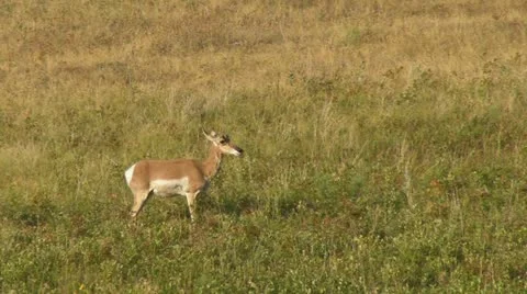Pronged Horn Antelope Video stock 11805935
