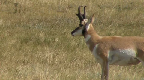 Pronged Horn  Closeup Stock Footage 11805864