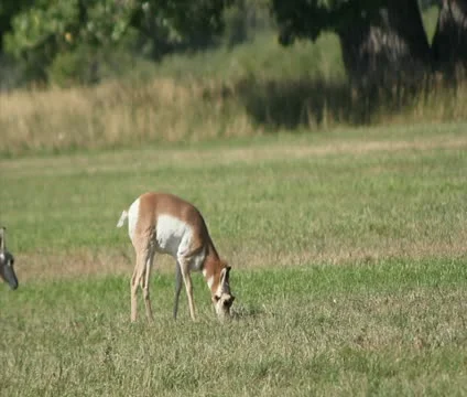 Pronghorn 2 Stock Footage 10764717