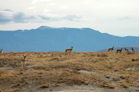 Pronghorn On Alert Stock Photos