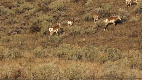 Pronghorn Antelope 4K Stock Footage 96355050