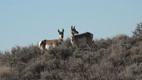 Pronghorn antelope. 4K Stock Footage 164150800