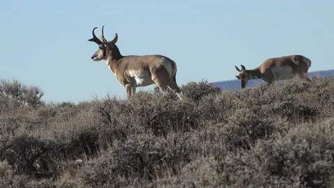 Pronghorn antelope. 4K Stock Footage 164150916