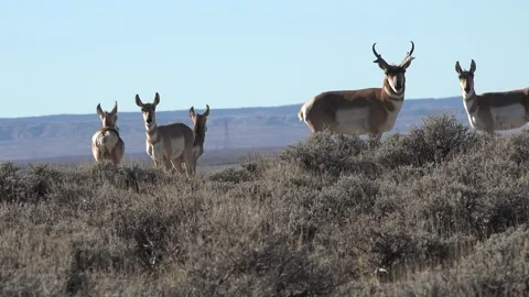 Pronghorn antelope. 4K Stock Footage 164170230