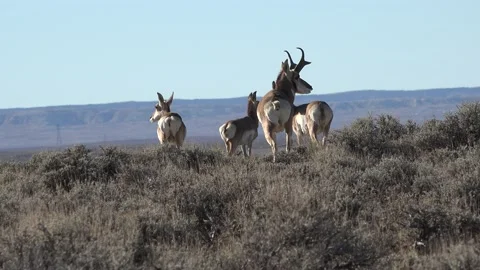 Pronghorn antelope. 4K Stock Footage 164170233