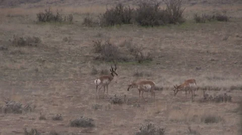 Pronghorn Antelope Buck and Does Video stock 37268754