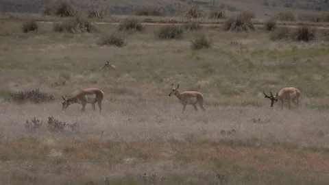 Pronghorn Antelope Buck and Does  in Rut on the Prairie Stock-Footage 78168264