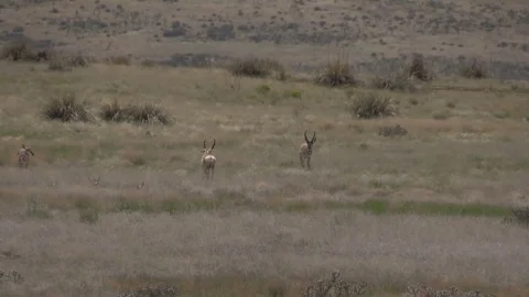 Pronghorn Antelope Buck and Does in Rut on the Prairie Vídeos de archivo 78618128