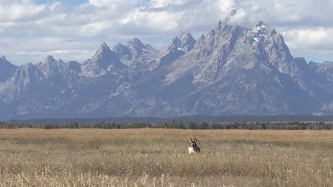 Pronghorn Antelope Buck in Fall Stock-Footage 218982584
