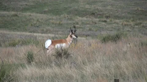 Pronghorn Antelope Buck Vídeos de archivo 12593284