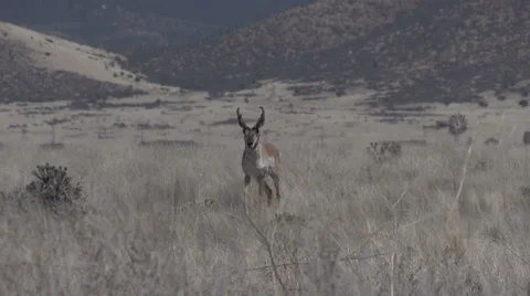 Pronghorn Antelope Buck 库存影片 37234474